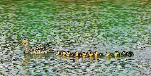 Atlus举行游戏猫咪角色总投票 《女神异闻录》热门